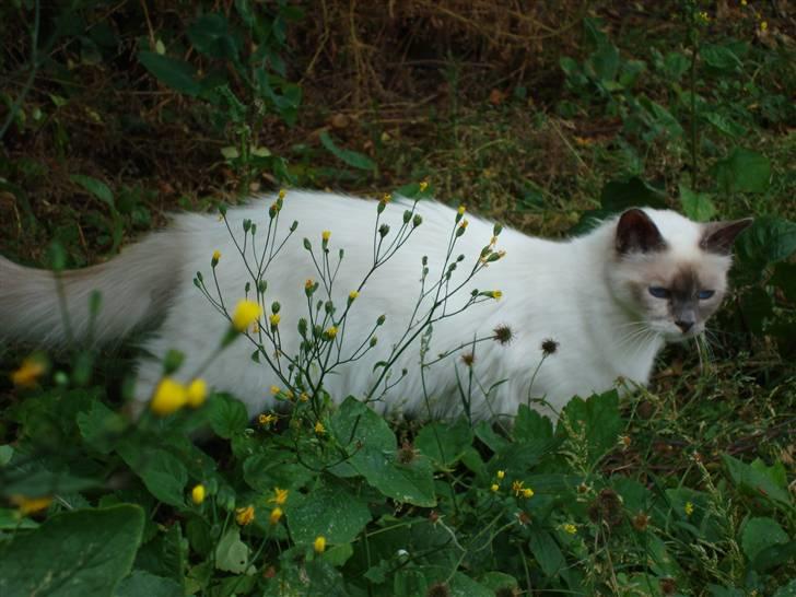 Hellig Birma ¨˜”°º•CISSE•º°”˜¨ billede 15