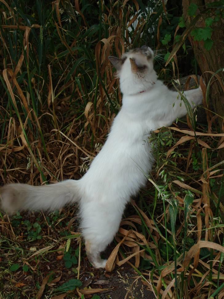 Hellig Birma ¨˜”°º•CISSE•º°”˜¨ billede 16