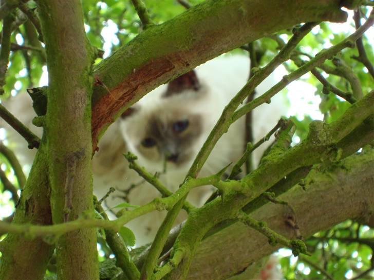 Hellig Birma ¨˜”°º•CISSE•º°”˜¨ billede 17