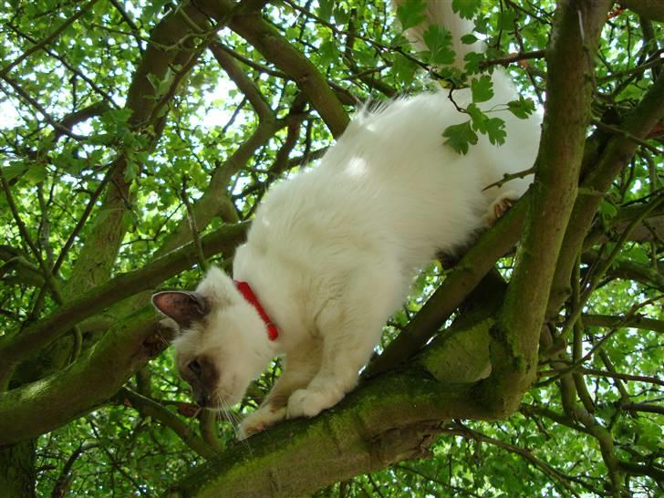 Hellig Birma ¨˜”°º•CISSE•º°”˜¨ billede 18