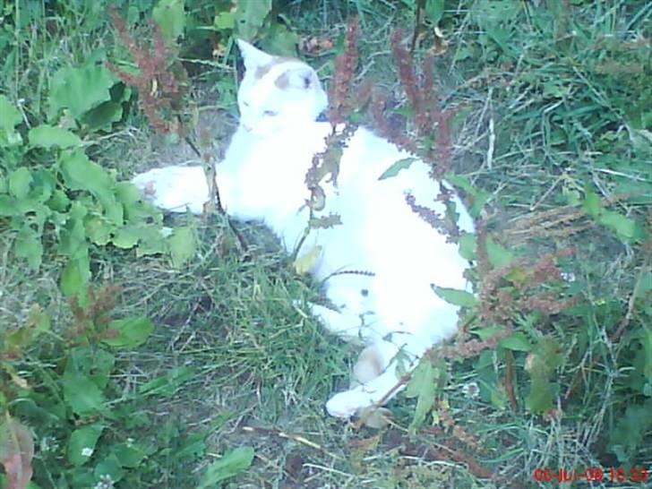 Blanding af racer silke - det dejligt at ligge ude i varmen billede 19