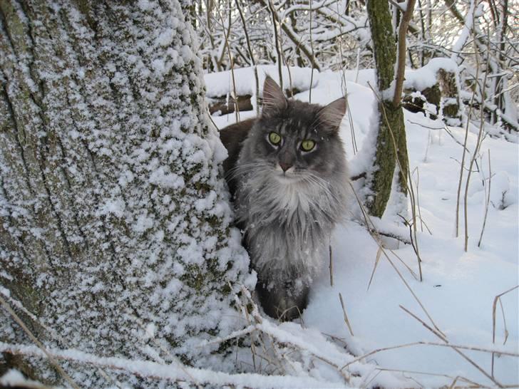 Maine Coon Aslan ( Captiva ) - Sneen er sjov at lege i, men meget kold når jeg skal på den store kattebakke! billede 11