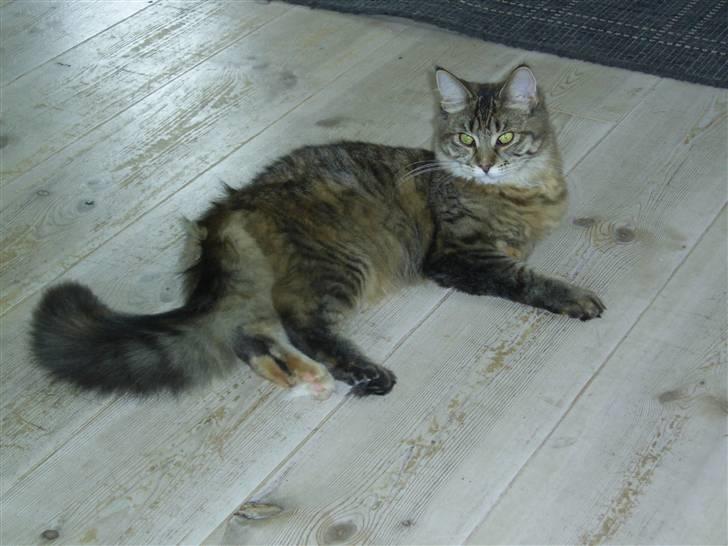 Maine Coon Nala - 8 mdr gammel, juli 2008 billede 15