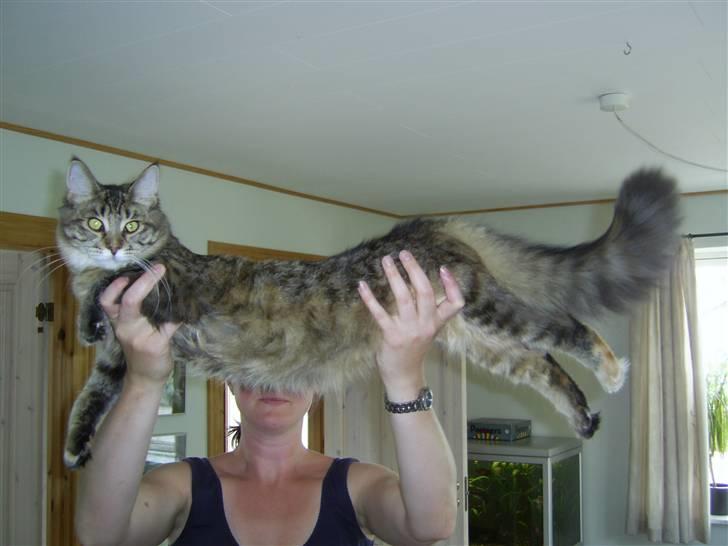 Maine Coon Nala - 8 mdr gammel, juli 2008 billede 16