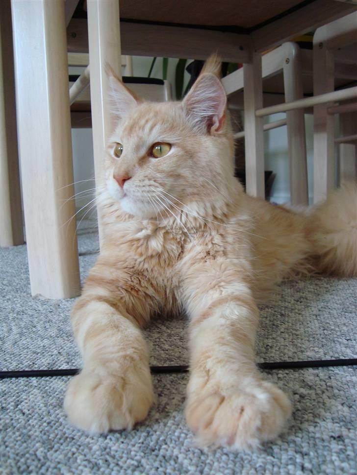 Maine Coon Vinterbo´s Alfred. billede 18