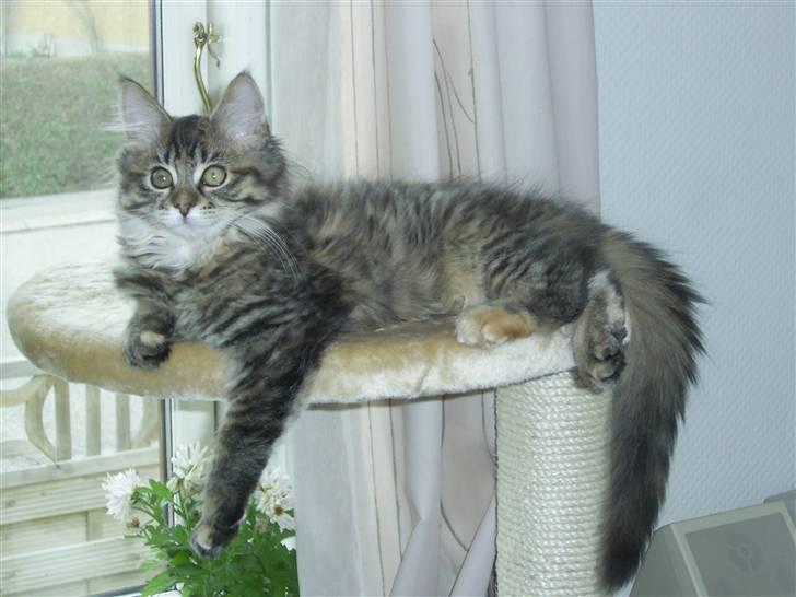 Maine Coon Nala billede 18