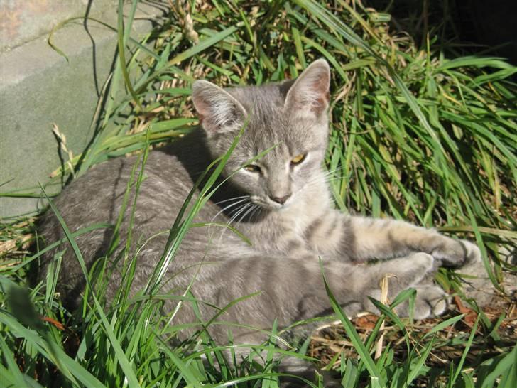 Huskat Spunk ** Bortløbet ** - Velkommen til Spunk´s profil ;D billede 1