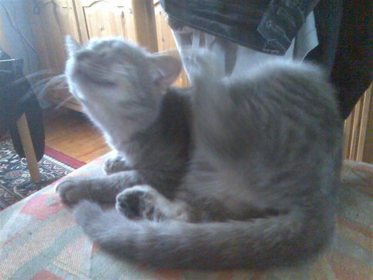 Huskat Spunk ** Bortløbet ** billede 2