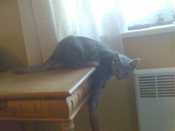 Huskat Spunk ** Bortløbet ** billede 3