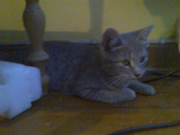 Huskat Spunk ** Bortløbet ** billede 4