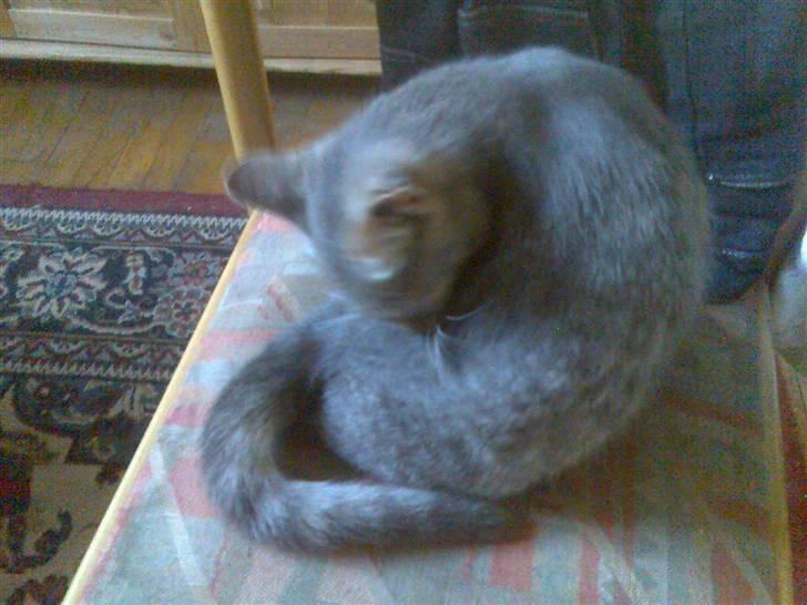 Huskat Spunk ** Bortløbet ** billede 5