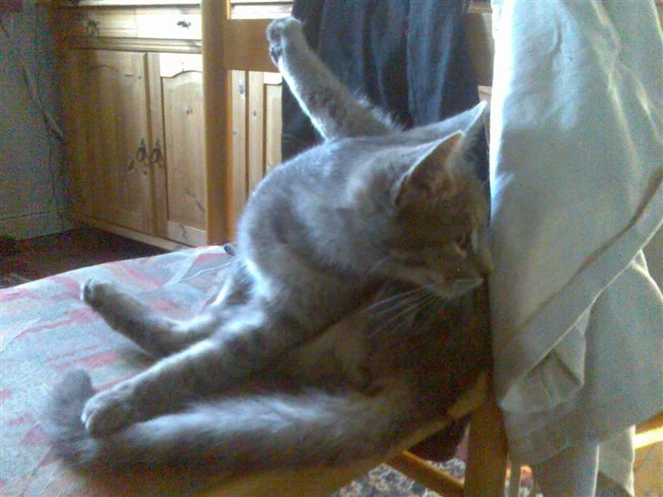 Huskat Spunk ** Bortløbet ** billede 6