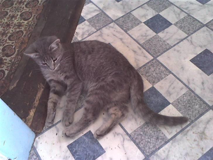 Huskat Spunk ** Bortløbet ** billede 7