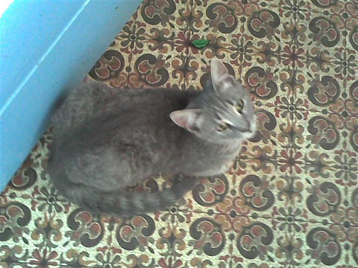 Huskat Spunk ** Bortløbet ** billede 8