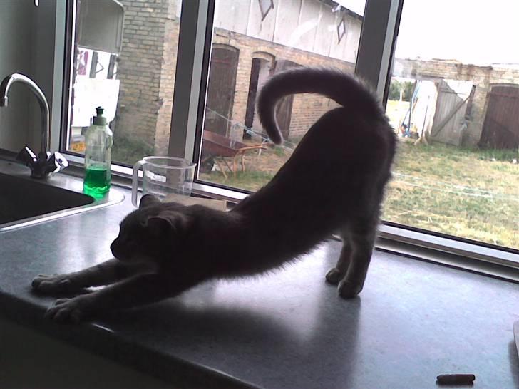 Huskat Spunk ** Bortløbet ** billede 9