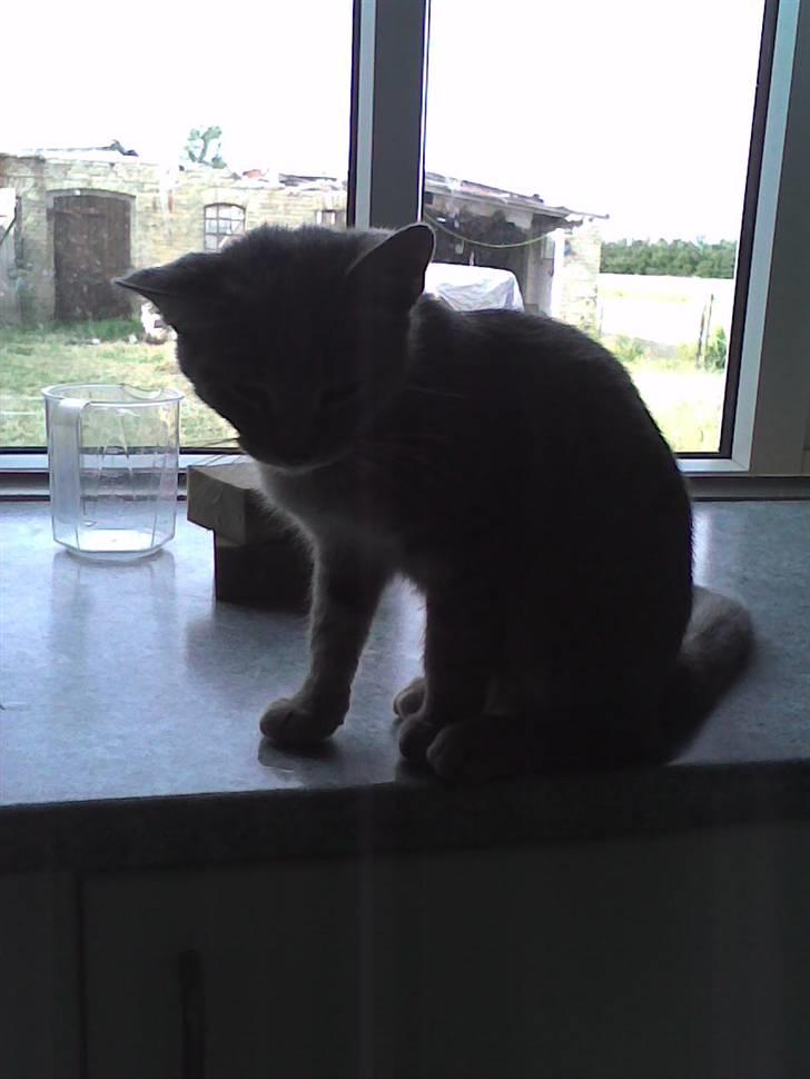 Huskat Spunk ** Bortløbet ** billede 10