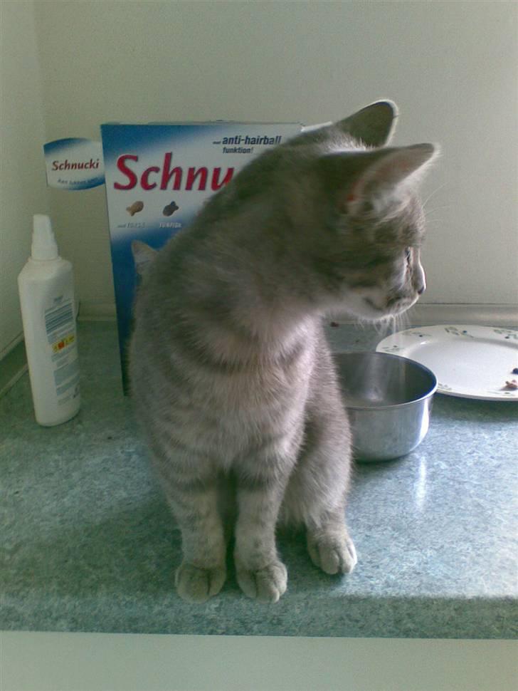 Huskat Spunk ** Bortløbet ** billede 11