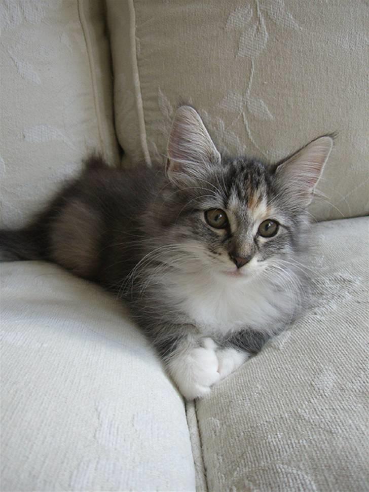 Norsk Skovkat IP DK*Cayica's Muraco Achal - 12 uger gammel billede 14