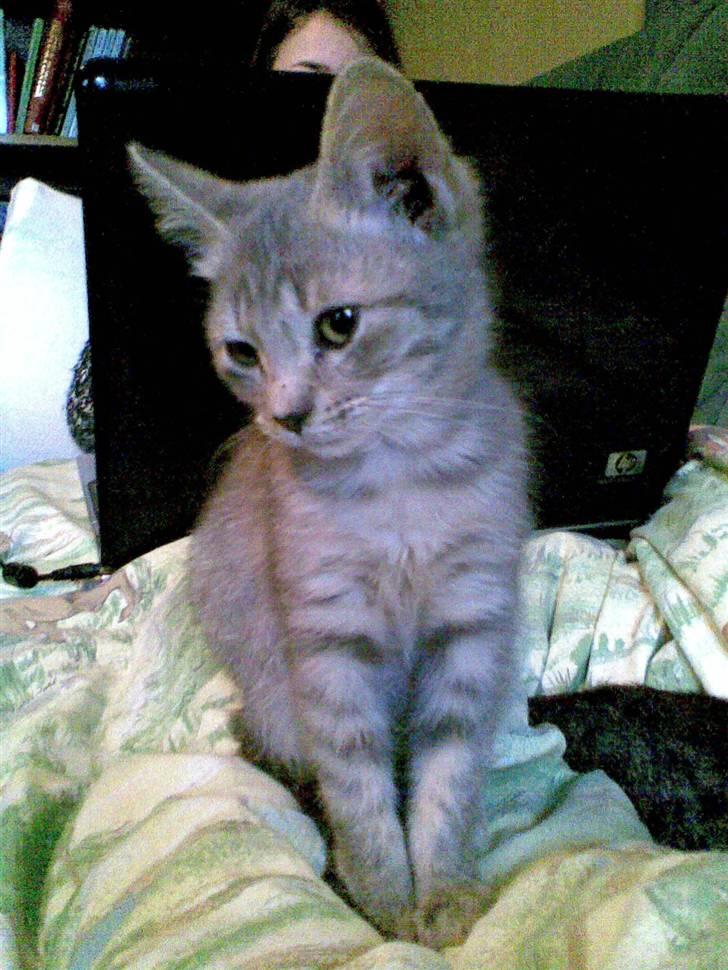 Huskat Spunk ** Bortløbet ** - Frisco sætter Spunk på plads! billede 12