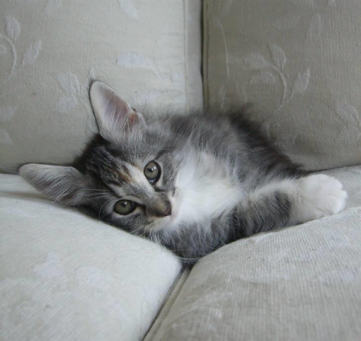 Norsk Skovkat IP DK*Cayica's Muraco Achal - 10 uger gammel billede 16