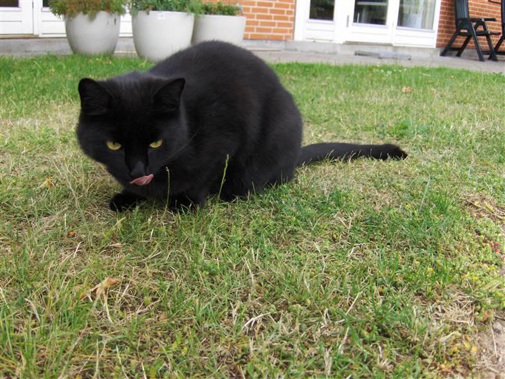 Huskat Nicky billede 19