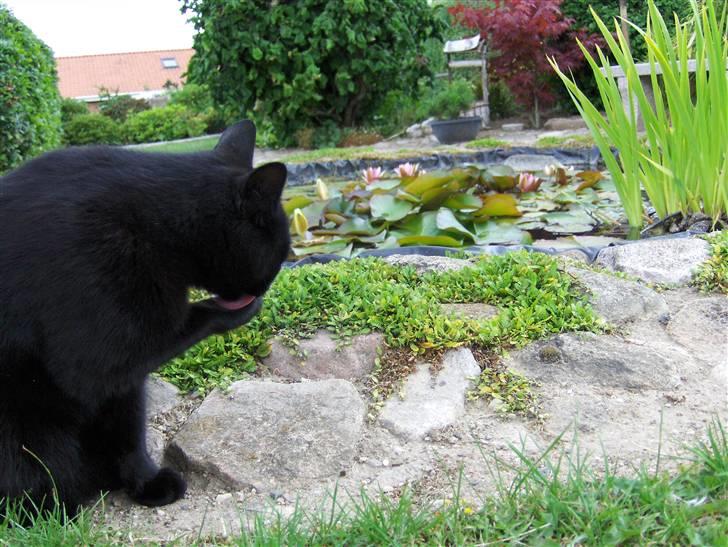 Huskat Nicky billede 20