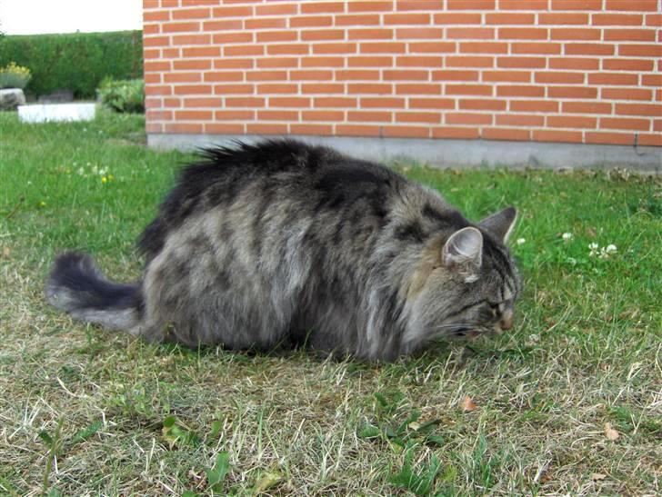 Norsk Skovkat Oliver billede 18