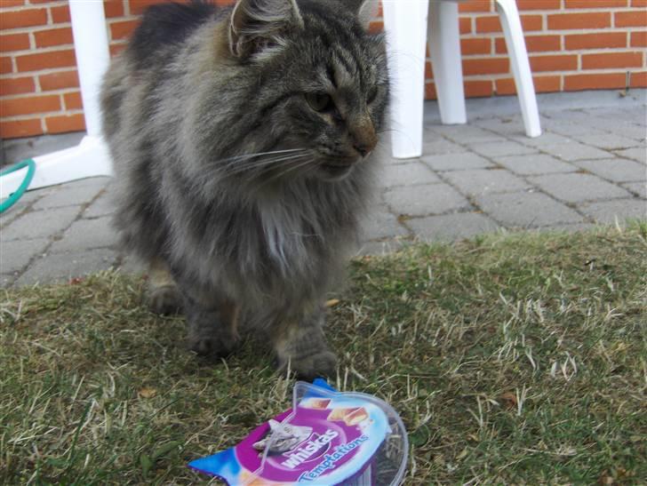 Norsk Skovkat Oliver - Jeg vil altså gerne ha´ flere katteslik ? :) billede 19