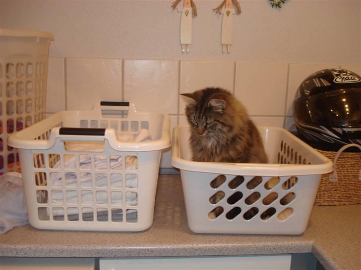 Norsk Skovkat Oliver billede 20