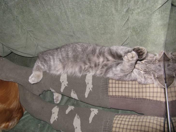 Huskat Spunk ** Bortløbet ** - Spunk hygger! Uha, han spejler sig i min pc ;D Haha´ Nice sokker ;D Hahaha´ billede 14