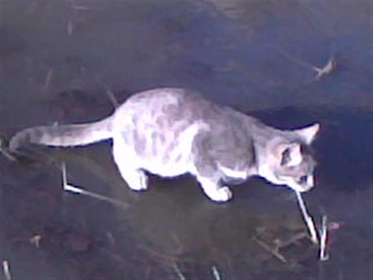 Huskat Spunk ** Bortløbet ** - Spunk ude på isen! billede 15