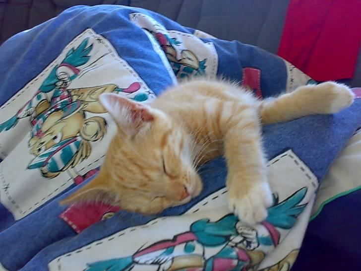 Huskat Tøsen - R.I.P Tøsen 2010 - jeg sover (total luksus) billede 13