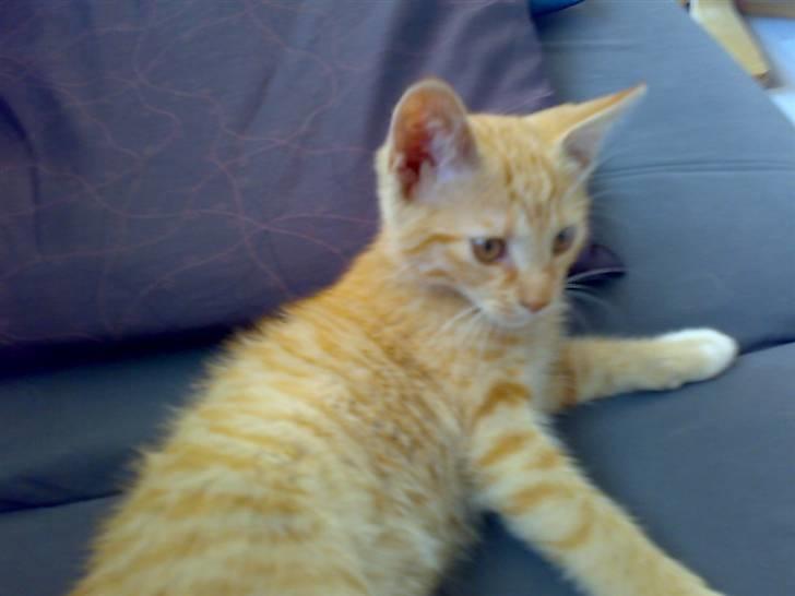 Huskat Tøsen - R.I.P Tøsen 2010 - jeg ligger model er jeg ikk lækker (det er jo dig der ude der skal skriv bedømelser til mig og skal give mig lav middel høj eller X-højB-) billede 14