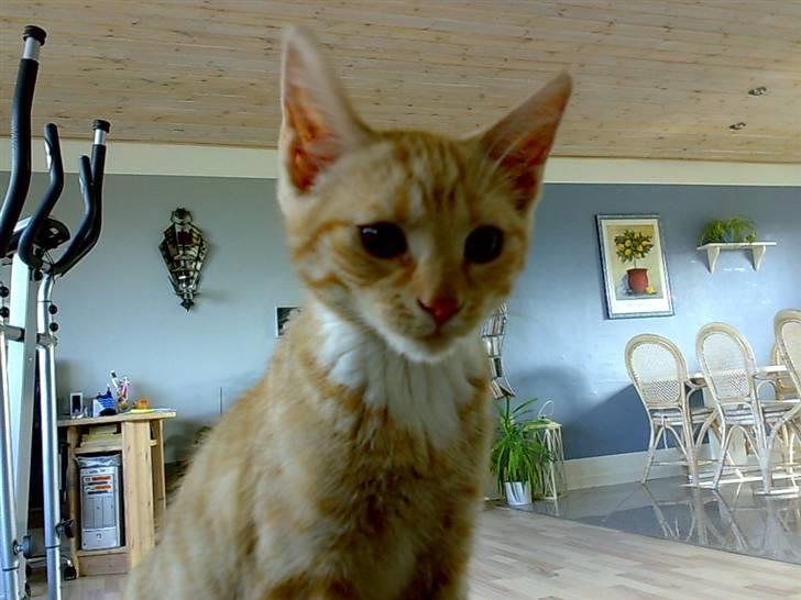 Huskat Tøsen - R.I.P Tøsen 2010 - jeg seder model jeg er for lækker lækker smækker ikk mor billede 15