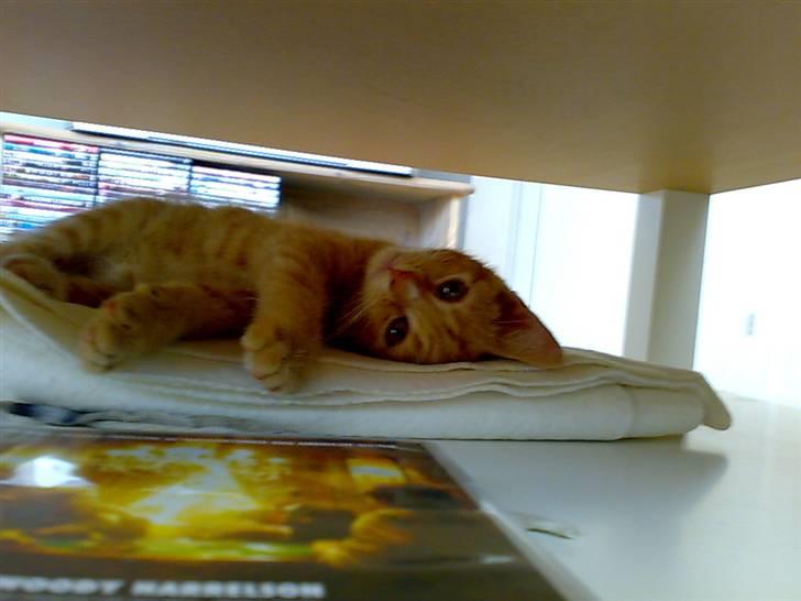 Huskat Garfild - kan jeg ikk se sød ud mor? billede 12