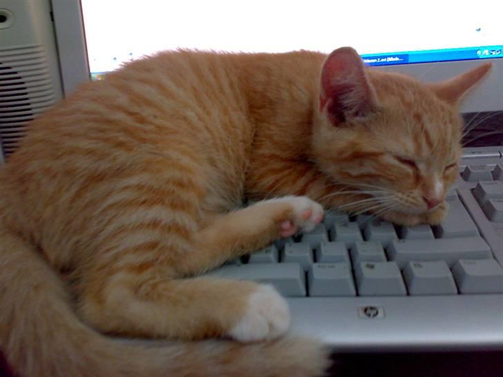 Huskat Garfild - jeg var bare så træt billede 13