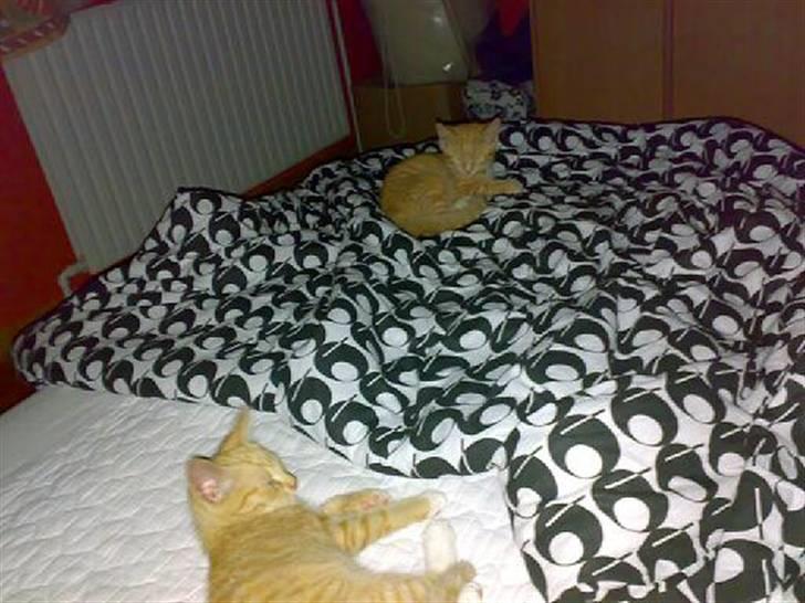 Huskat Garfild - gonat vil skal have vores søvn billede 14