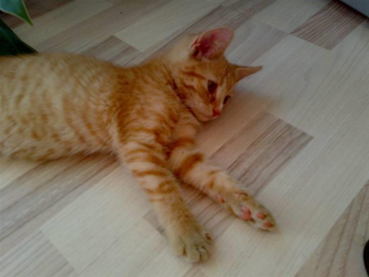 Huskat Garfild - jeg syndes jeg hørte nået billede 15