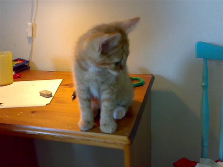 Huskat Garfild - må jeg godt sede her?<3 billede 16