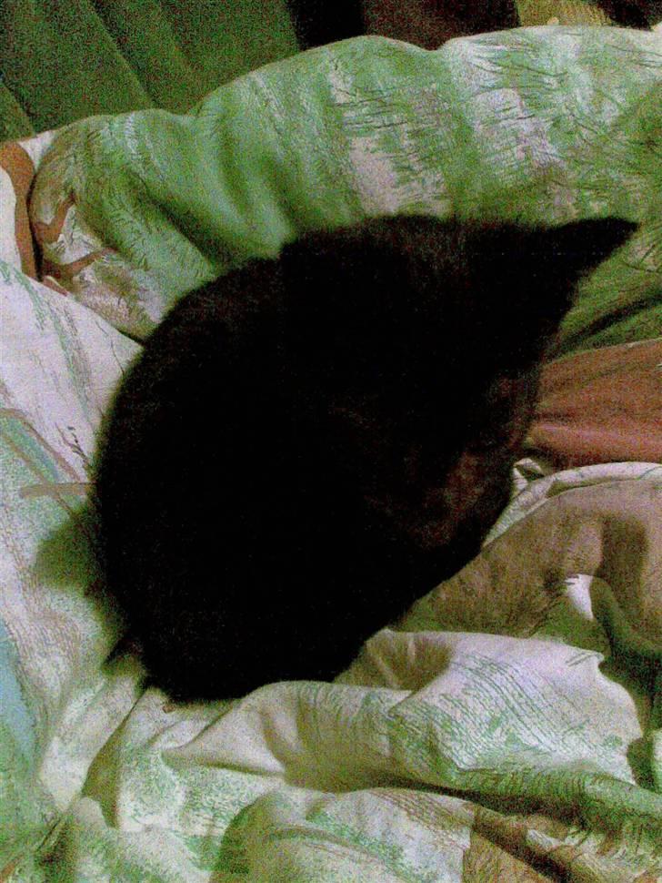 Huskat Snothas *I Himlen*† R.I.P - Håber virkelig I vil byde velkommen! billede 1