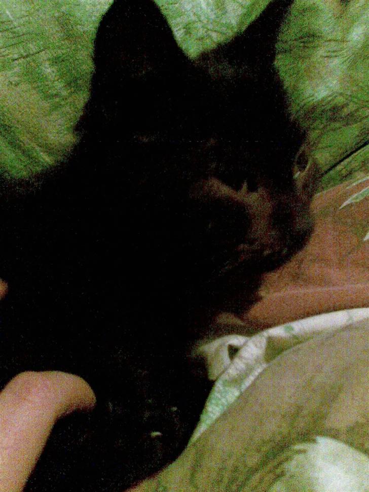 Huskat Snothas *I Himlen*† R.I.P billede 2