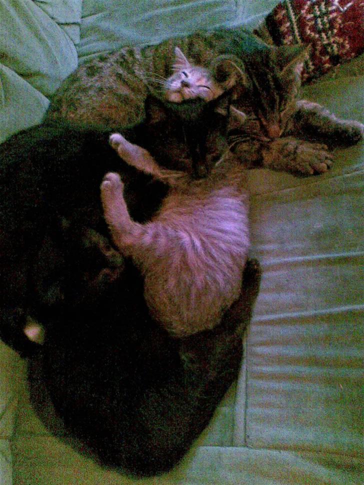 Huskat Snothas *I Himlen*† R.I.P - Han er den nederste sorte ;D billede 3