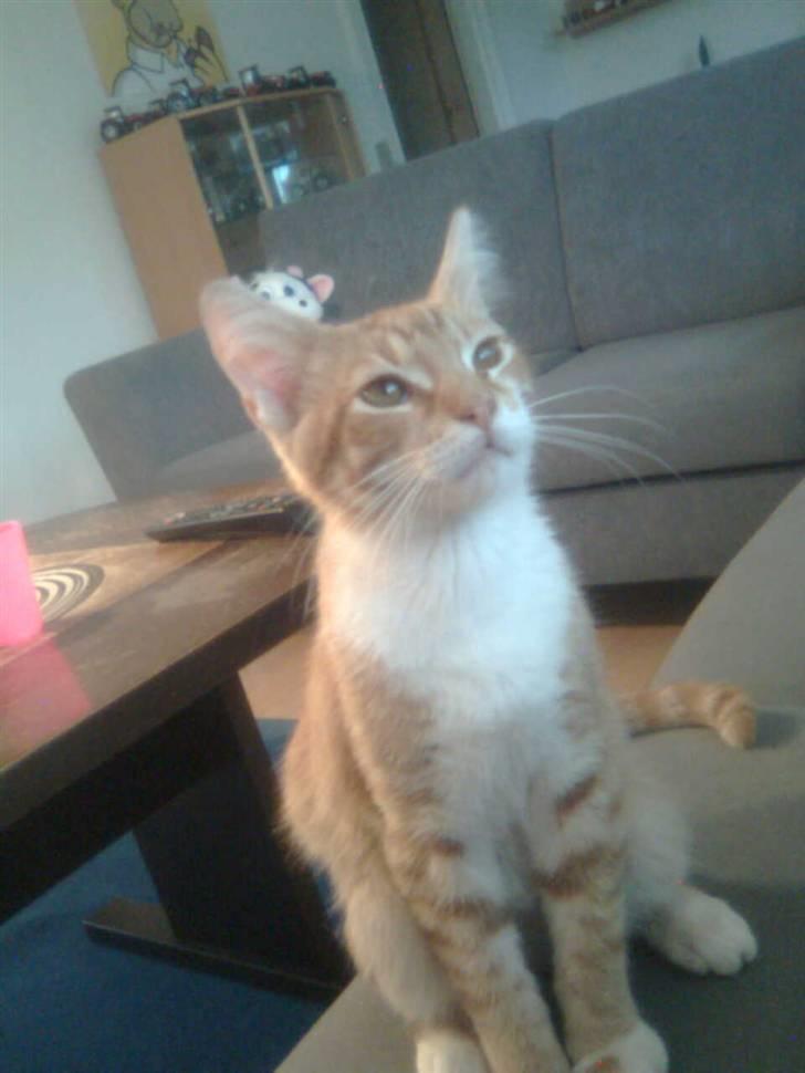 Blanding af racer Garfield - sidder lige og holder øje med fluen i vinduet.... :0) billede 1