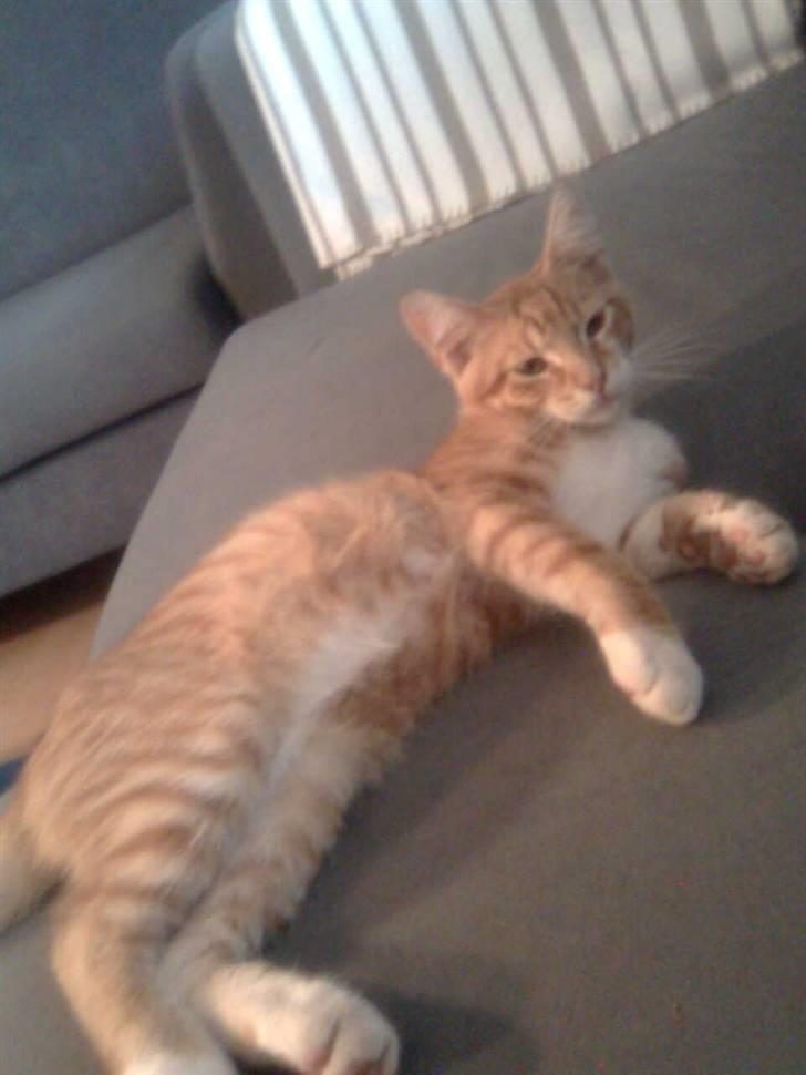 Blanding af racer Garfield - Er jeg ikke bare for lækker...  billede 2