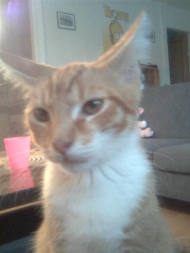 Blanding af racer Garfield - Mor lad nu være med at tag flere billeder af mig..  billede 3