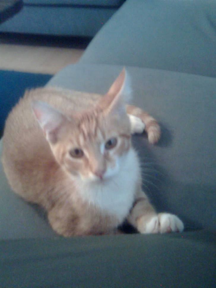 Blanding af racer Garfield billede 4