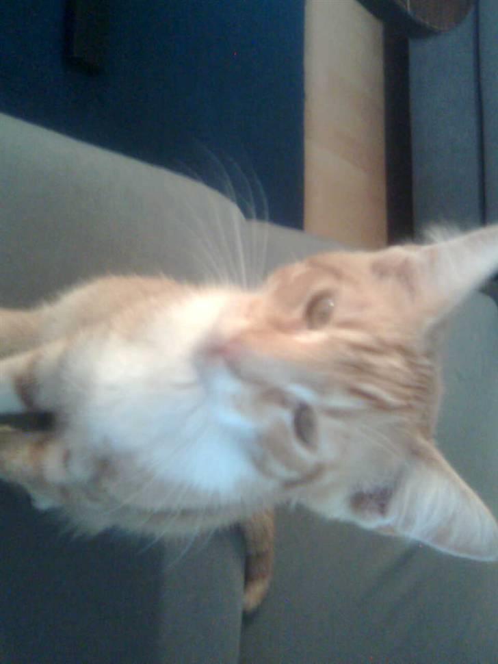 Blanding af racer Garfield billede 5