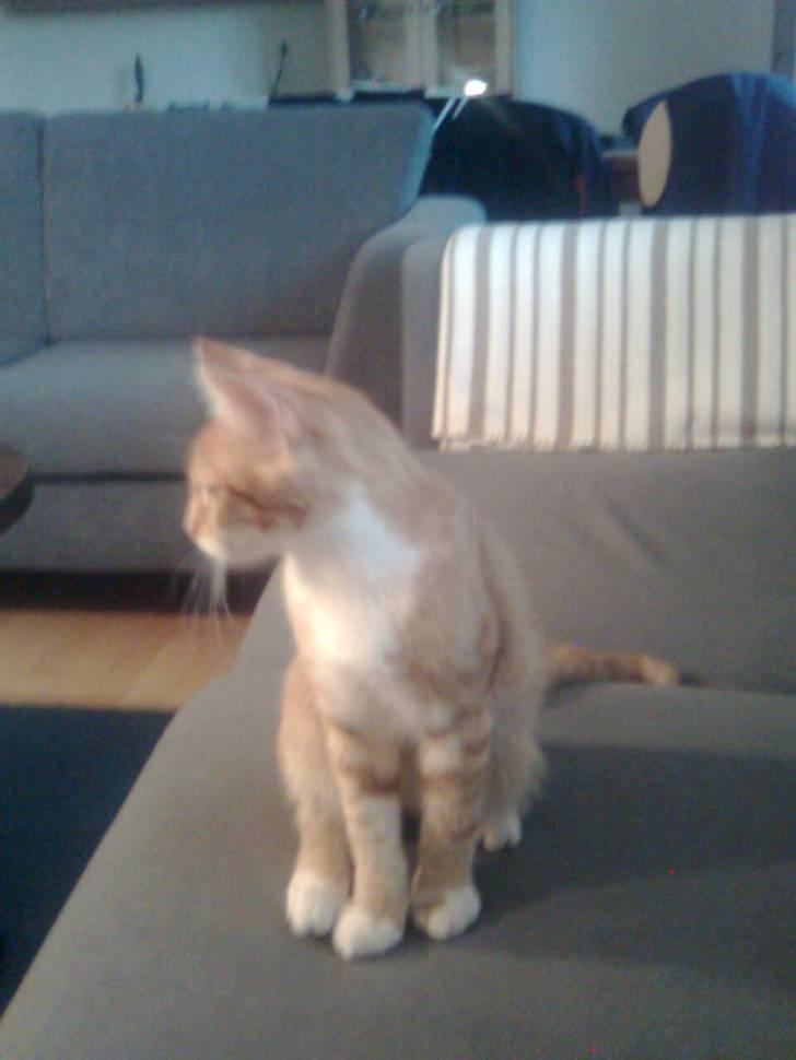 Blanding af racer Garfield - kigger på alle de fluer der er på bordet... hehe billede 6