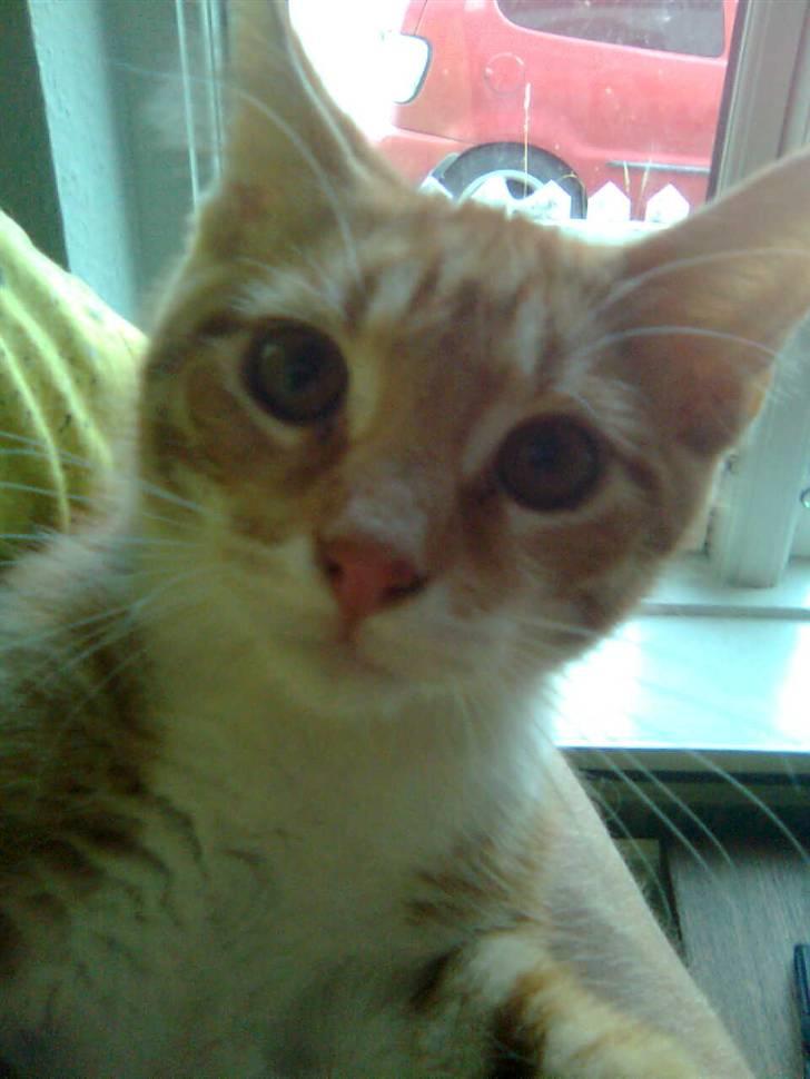 Blanding af racer Garfield - et nær billede af skønheden....  billede 7