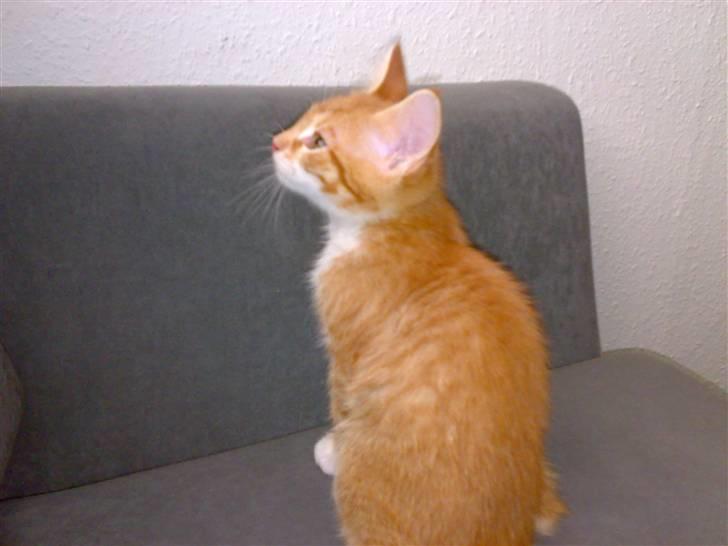 Blanding af racer Garfield billede 8